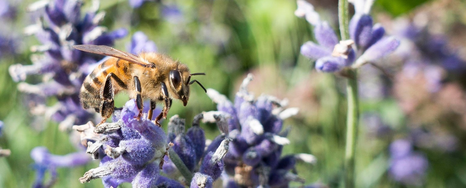 Amstelland-honingbij-op-lavendel2