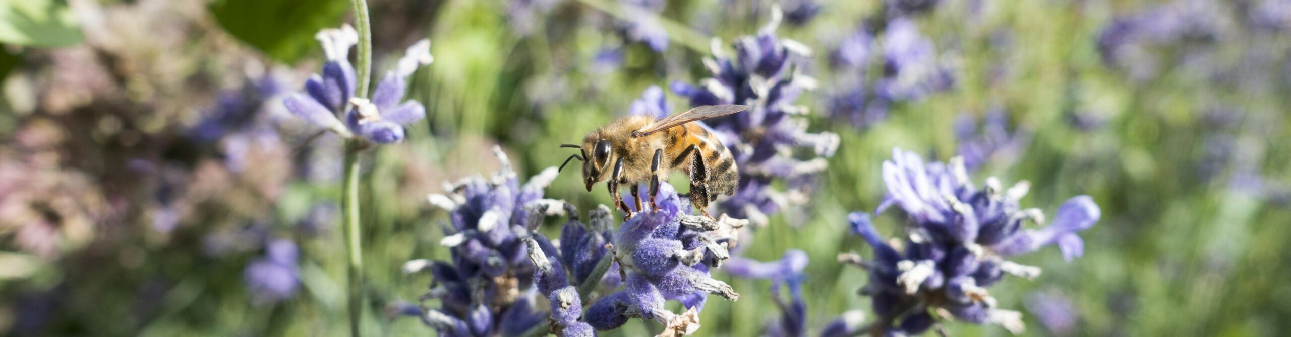 Bij op lavendel